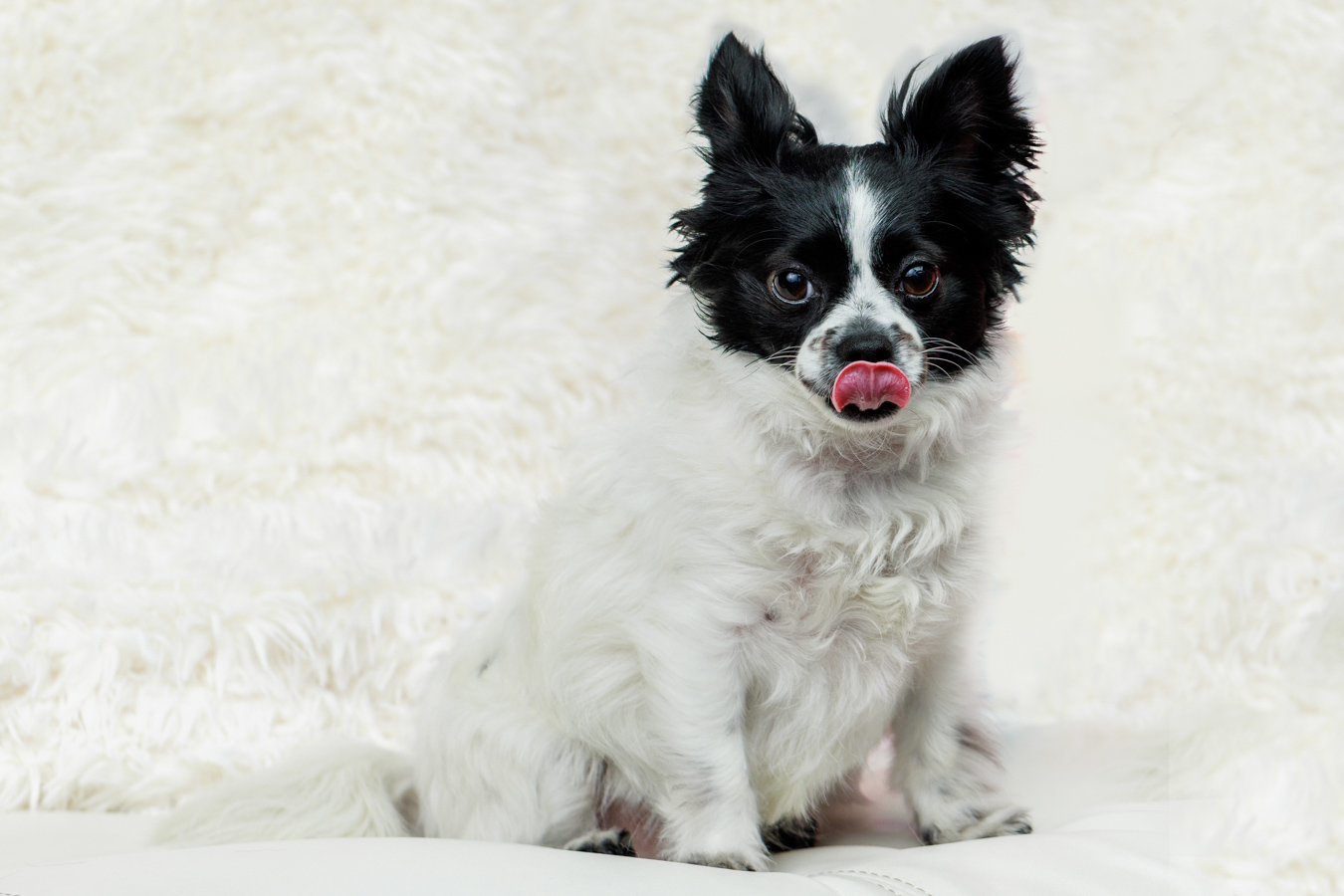 small white and black dog photo dog photographer pooja photography